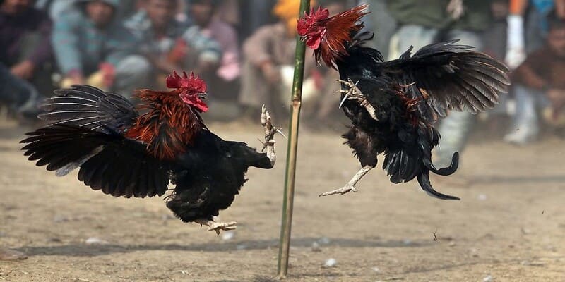 Kinh nghiệm đá gà thomo tại 69vn